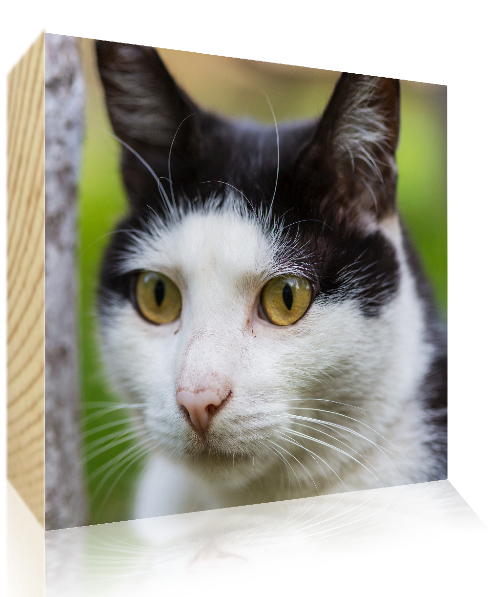 high quality Pet photo blocks